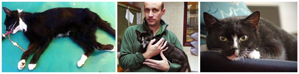 Left: Stray cat handed in to vets with badly injured leg. The charity took over the costs but the leg could not be saved. Photo right - Morgan in her new home & featuring in our 2015 calendar
