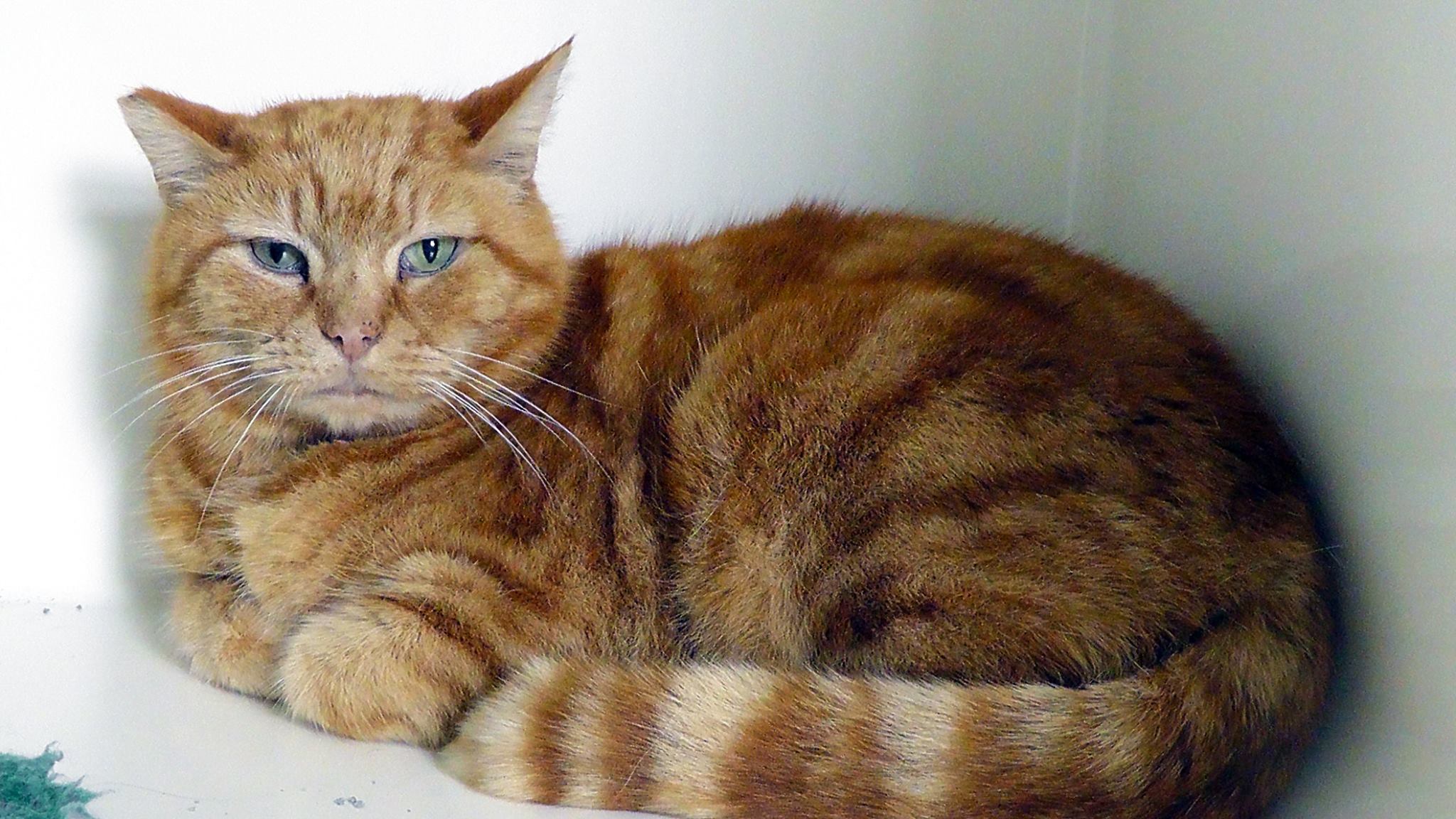 Caring for Cats Feral cat rescue Caring for Cats