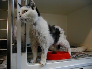 Tufty an emaciated stray adult female admitted by us as an emergency rescue