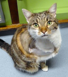Tabby & white cat with foreleg amputated after a road accident, costing the charity over £1400