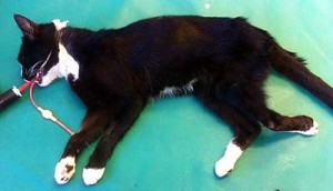 Rear leg dislocated and had turned around the wrong way, causing much pain & suffering as the cat tried to feed itself