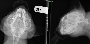 Two air-gun pellets lodged in the cat's skull and jaw bone