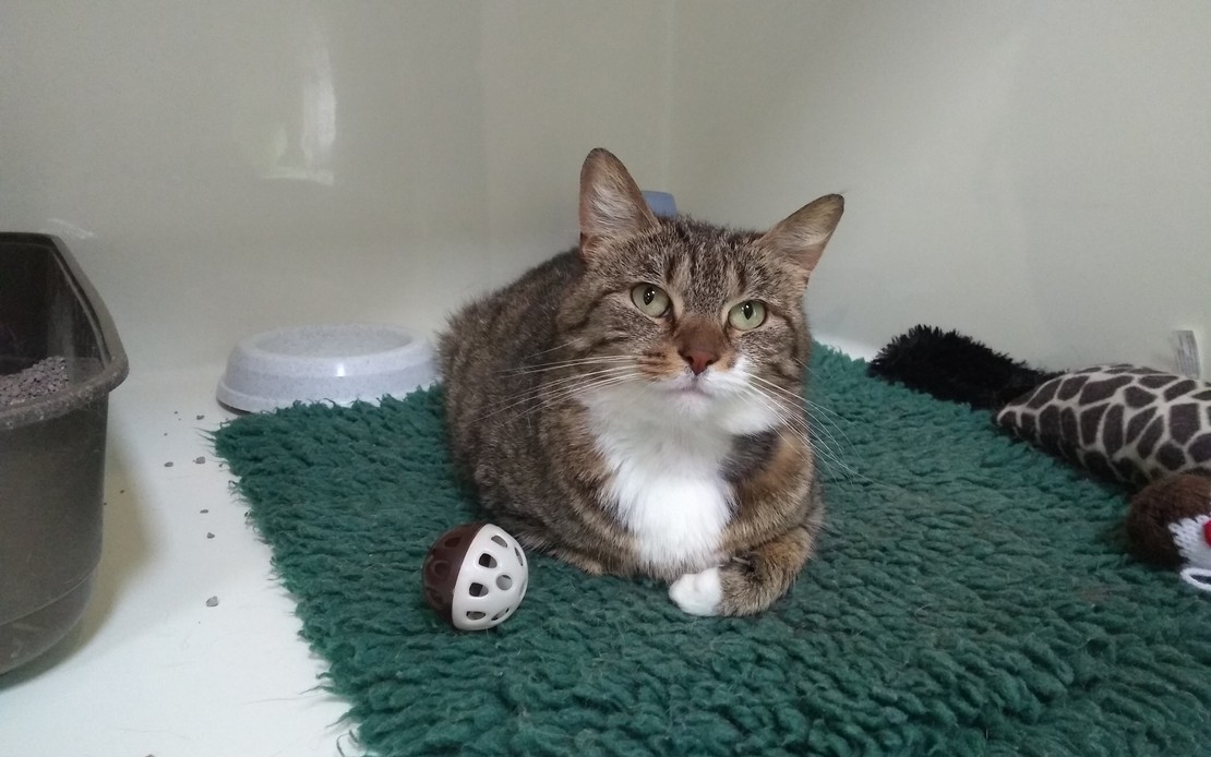 Caring for Cats Daisy Caring for Cats