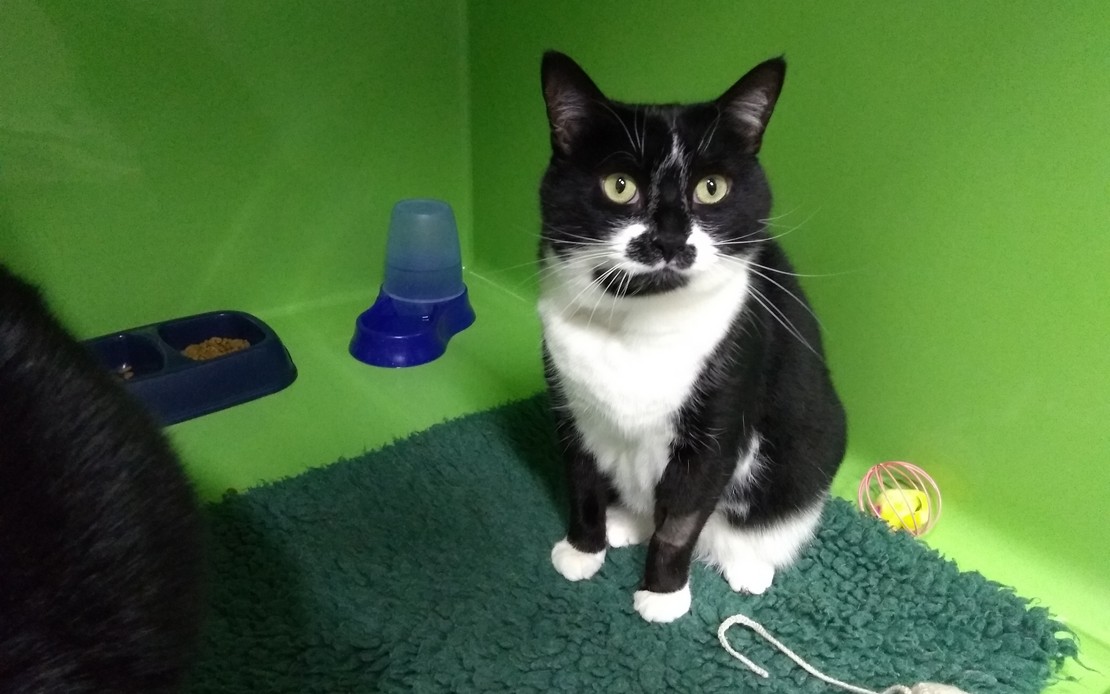 Caring for Cats Lola Caring for Cats