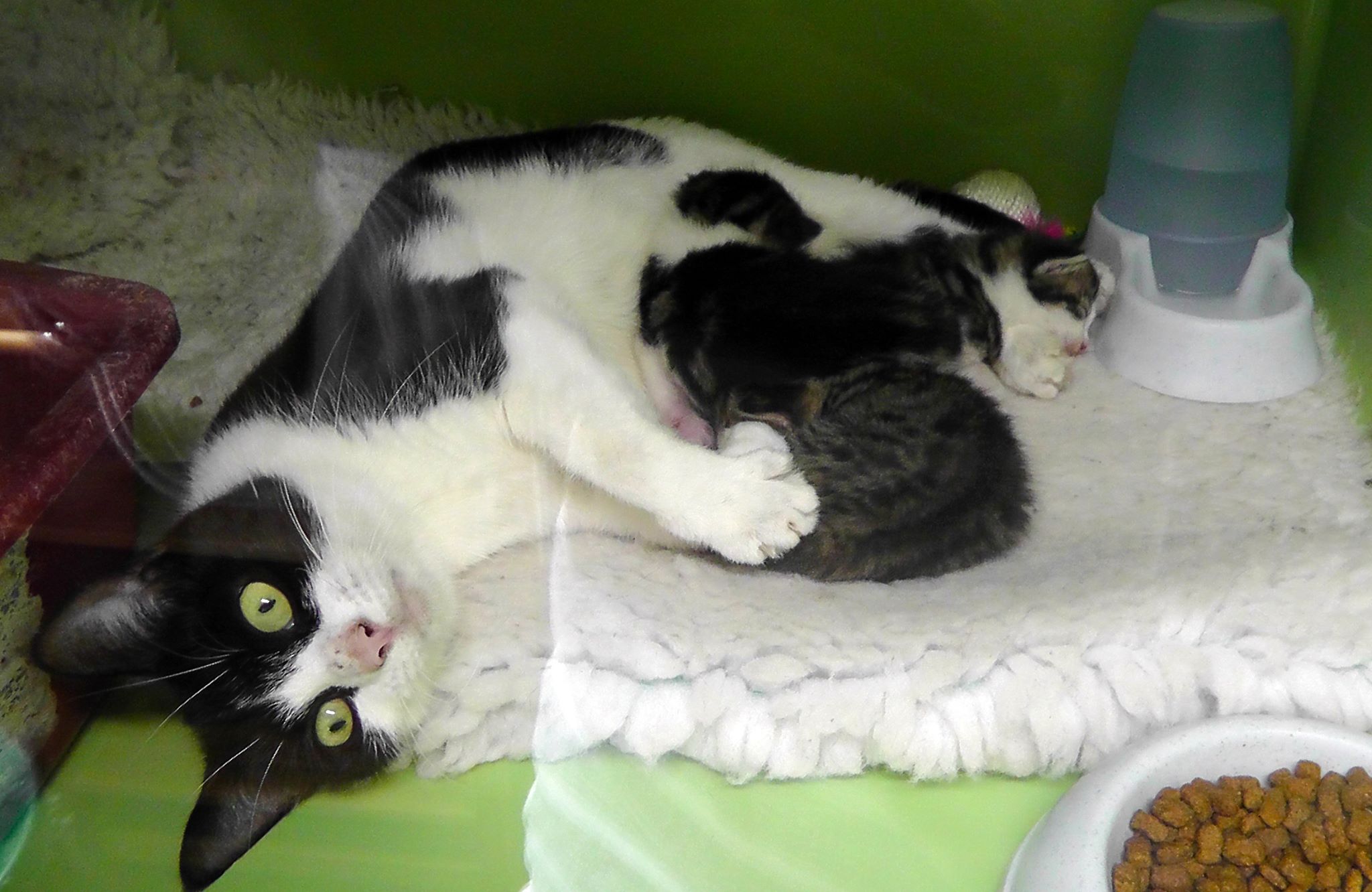 Caring for Cats