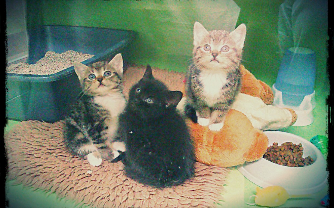 Caring for Cats